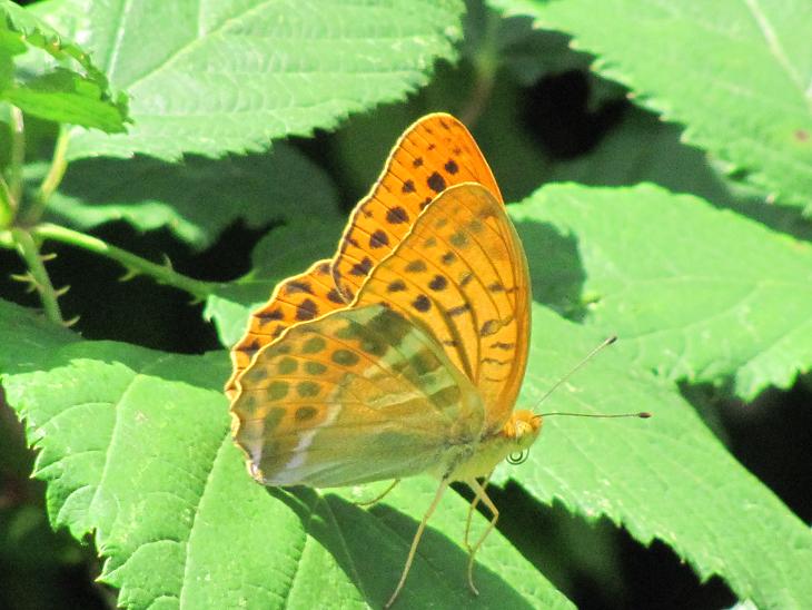 Nymphalidae? da ID